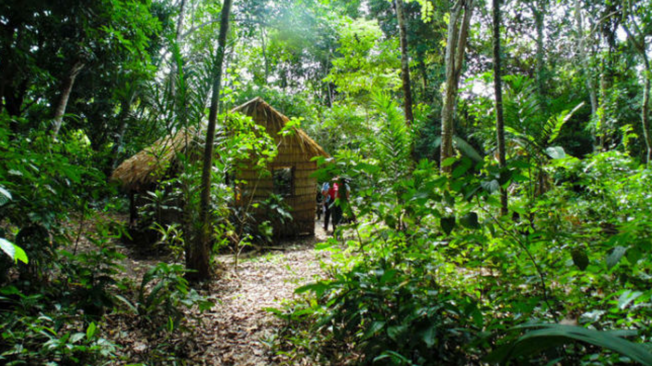 Cae un mito: el Amazonas no es una selva tan virgen como pensábamos