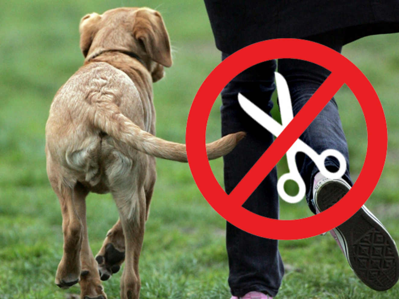 España prohibirá las mutilaciones a los animales, sin excepciones